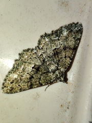 Peribatodes ilicaria