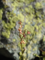 Rumex scutatus