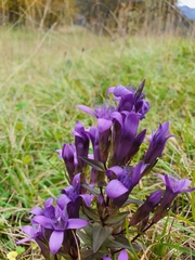 Gentianella germanica