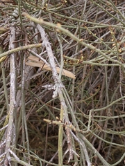 Mantis religiosa