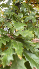 Quercus cerris