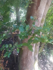 Cryptocarya alba