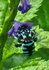 Thyreus himalayensis