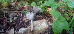Helvella atra