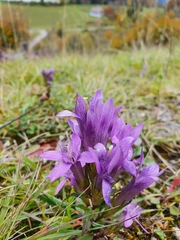 Gentianella germanica
