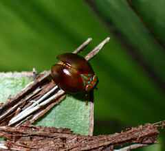 Hemisphaerius