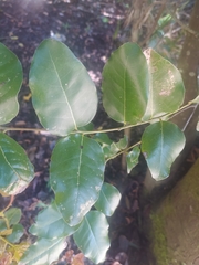 Cryptocarya alba