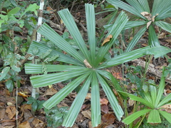 Licuala spinosa