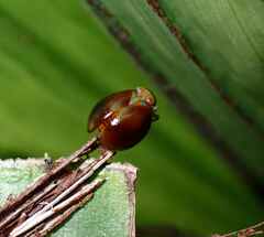 Hemisphaerius