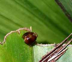 Hemisphaerius