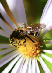 Lasioglossum
