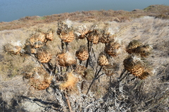 Cynara cardunculus