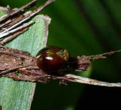 Hemisphaerius