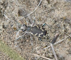 Cicindela formosa