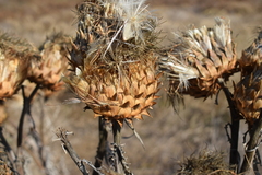 Cynara cardunculus