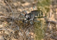 Cicindela formosa