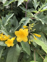 Tecoma stans velutina