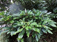 Daphniphyllum oldhami