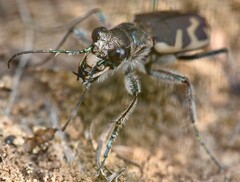 Cicindela formosa
