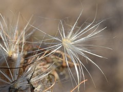 Cynara cardunculus
