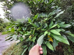 Daphniphyllum oldhami