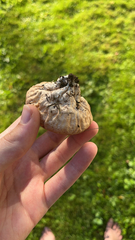 Calvatia