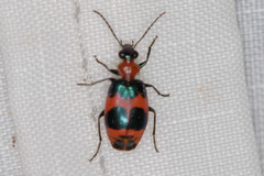 Lebia bitaeniata