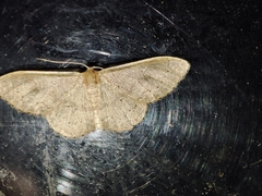 Idaea eugeniata