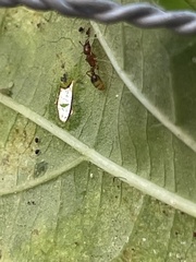 Tetramorium bicarinatum