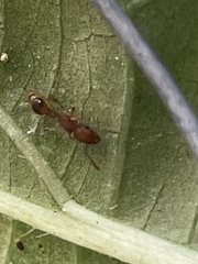 Tetramorium bicarinatum