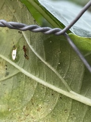 Tetramorium bicarinatum