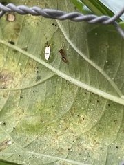 Tetramorium bicarinatum