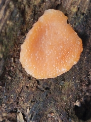 Tubifera