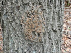 Thaumetopoea processionea