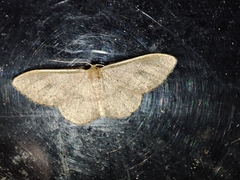 Idaea eugeniata
