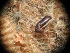 Thaumetopoea processionea