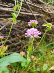 Knautia dipsacifolia