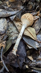 Echinoderma