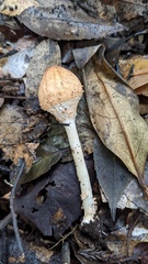 Echinoderma