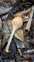 Echinoderma
