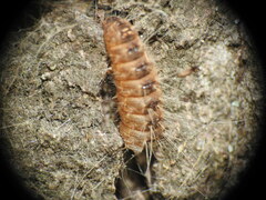 Thaumetopoea processionea