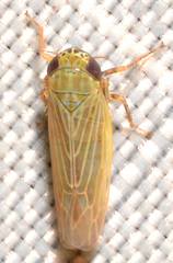 Graminella nigrifrons