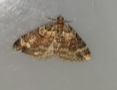 Catarhoe basochesiata