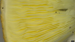 Echinoderma