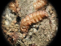 Thaumetopoea processionea