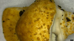 Echinoderma