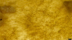 Echinoderma