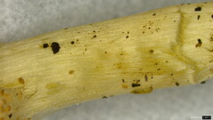 Echinoderma