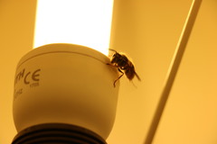 Vespula
