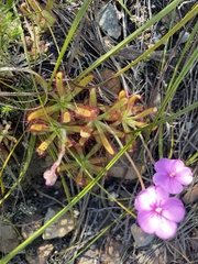 Drosera hilaris